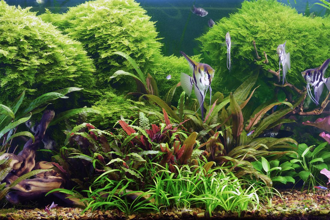 Wie sollte die Wassertemperatur im Aquarium sein?