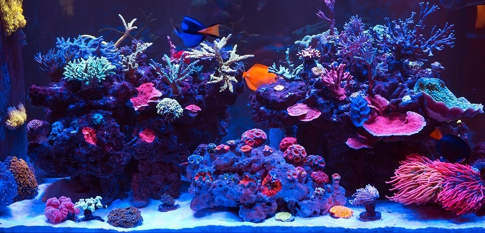 mic dejun Interacţiune Narabar koralowce w akwarium masă cere calculati