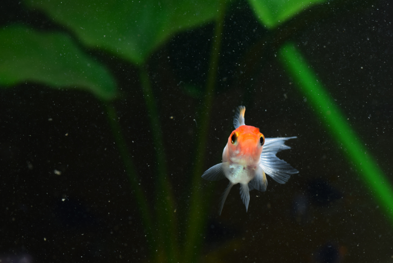 Ryba akwariowa pływająca wśród roślin w&nbsp;akwarium słodkowodnym