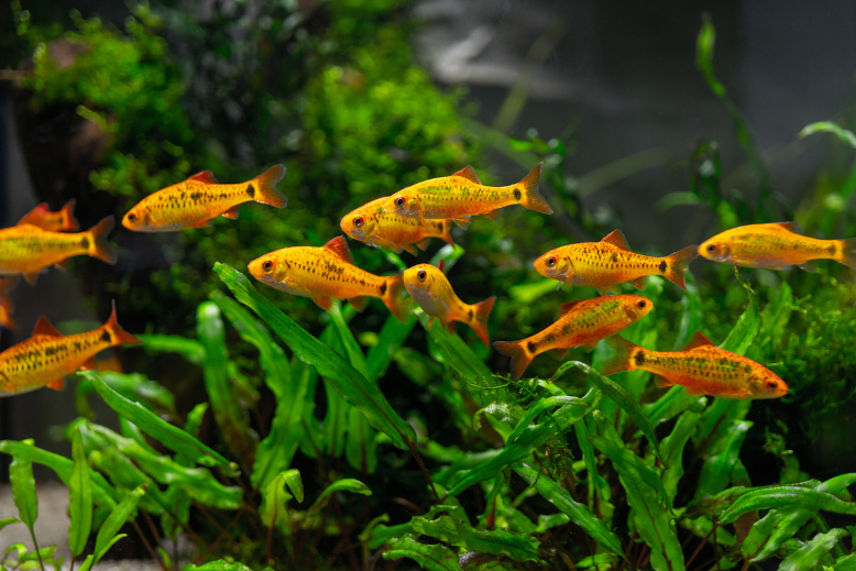 Ławica pomarańczowych ryb akwariowych pływająca w&nbsp;roślinnym akwarium