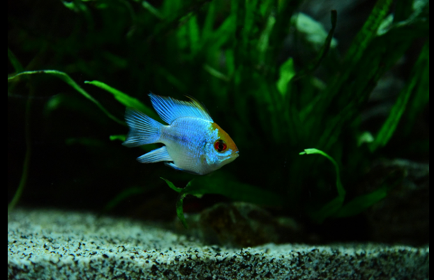 Zdrowa ryba akwariowa w stabilnym zbiorniku – klarowna woda i brak objawów chorób dzięki prawidłowej biologii i profilaktyce, w tym stosowaniu lampy UV w akwarium.