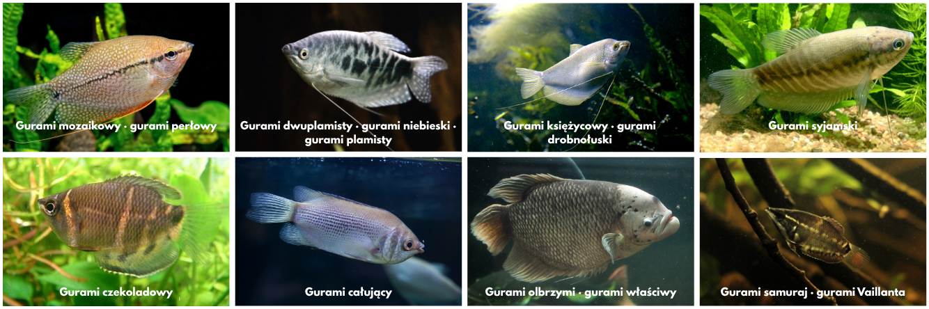 charakterystyka gatunku - Gatunki gurami w&nbsp;akwarium – gurami mozaikowy, dwuplamisty, księżycowy, syjamski, czekoladowy, całujący, olbrzymi i&nbsp;samuraj