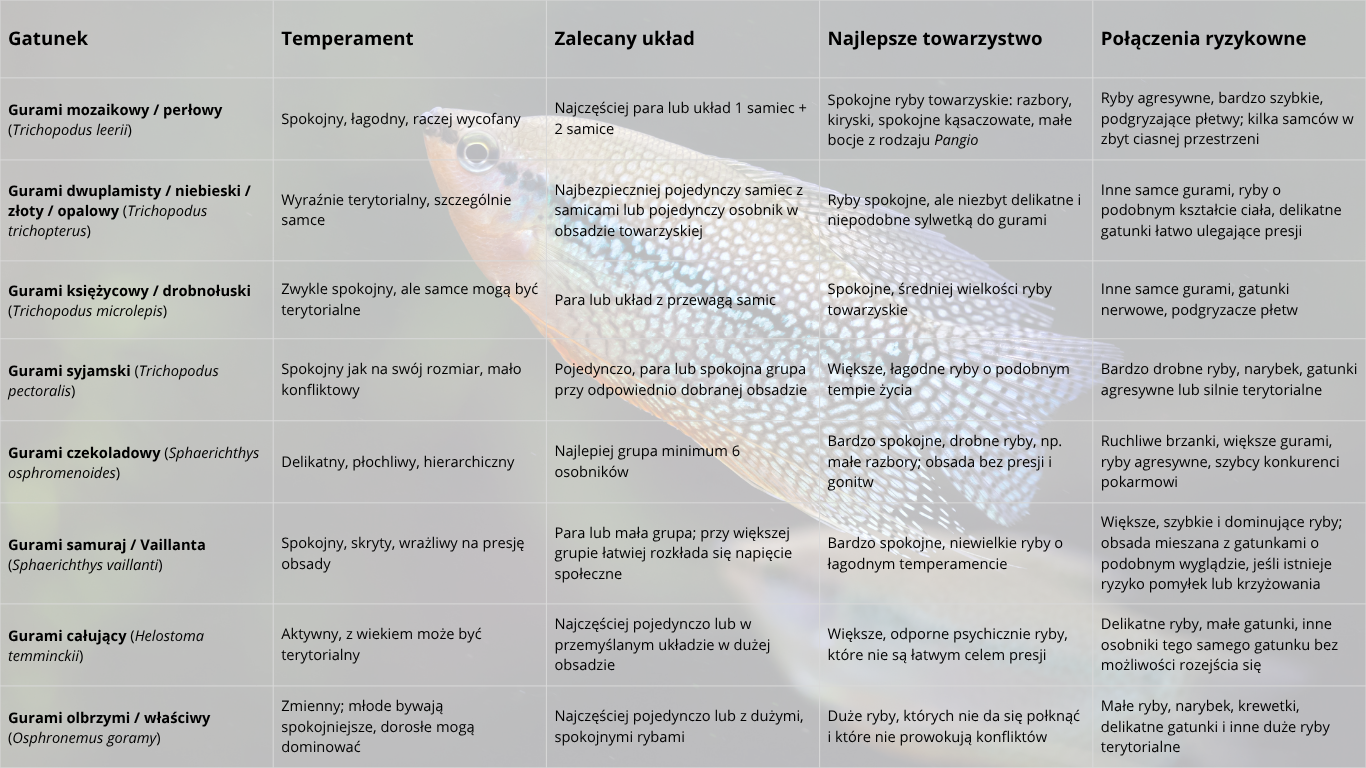 zachowanie i&nbsp;kompatybilność - Zachowanie gurami w&nbsp;akwarium – infografika temperamentu, zalecanego układu, najlepszego towarzystwa i&nbsp;ryzykownych połączeń.