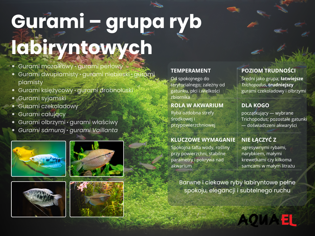 urami - Gurami – infografika o&nbsp;rybach labiryntowych z&nbsp;listą gatunków, temperamentem, poziomem trudności i&nbsp;wymaganiami akwarium. 