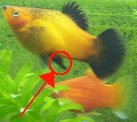 Samiec zmienniaka plamistego – widoczne gonopodium zaznaczone czerwoną strzałką