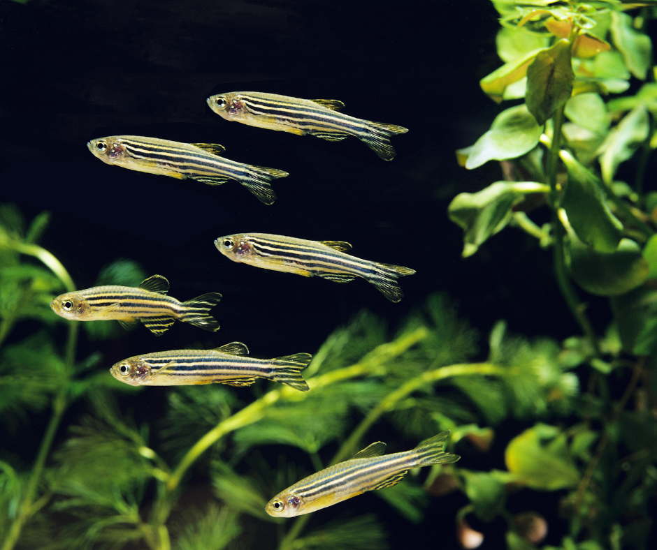 Danio pręgowane pływające w akwarium roślinnym