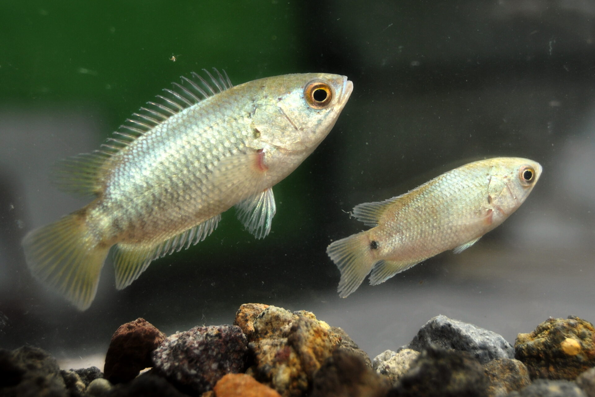 Dwa łaźce indyjskie (Anabas testudineus) w&nbsp;akwarium.