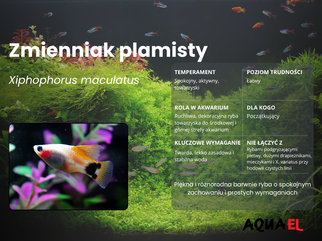 Infografika o&nbsp;zmienniaku plamistym – temperament, wymagania i&nbsp;podstawowe parametry wody