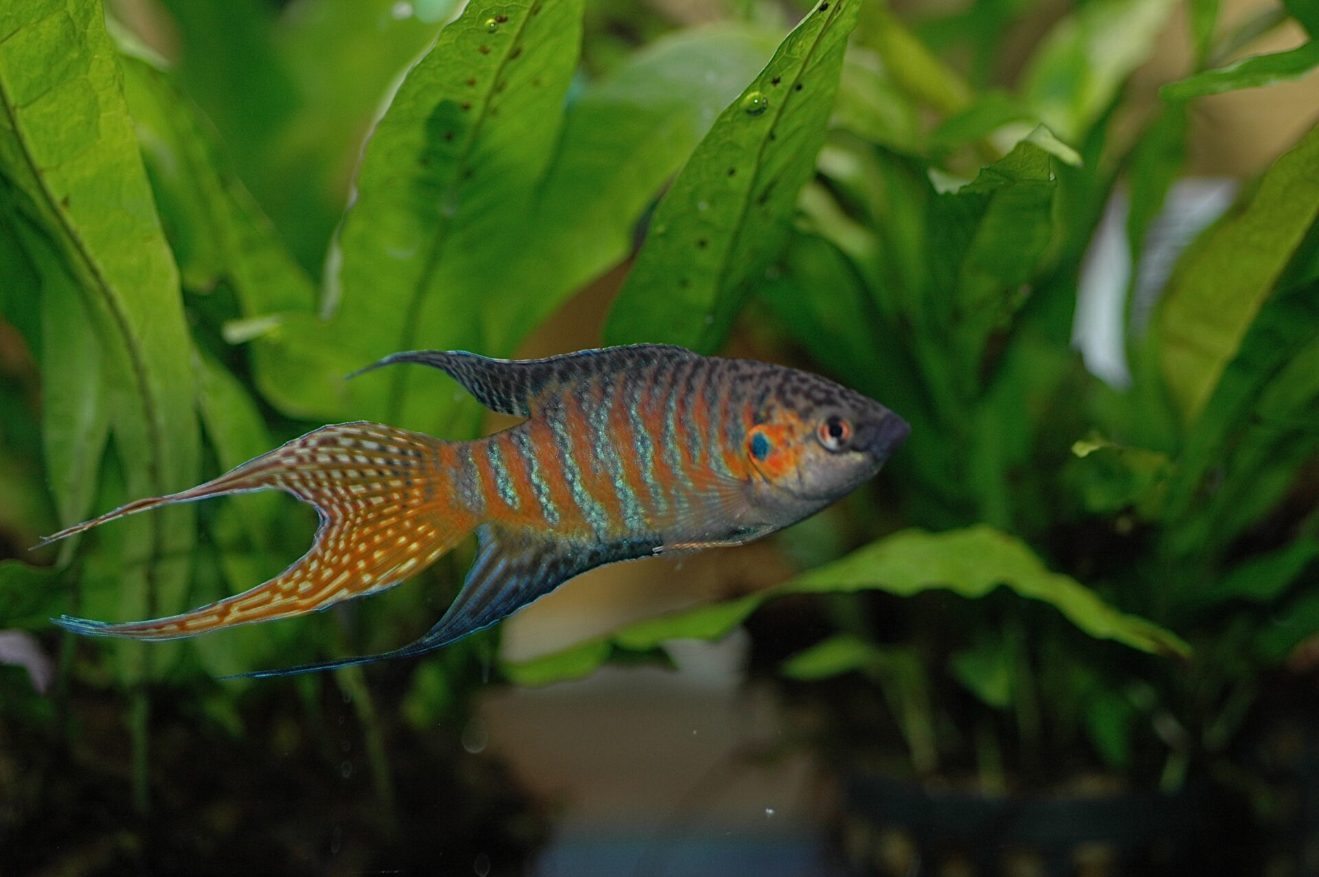 Samiec wielkopłetwa wspaniałego (Macropodus opercularis) wśród roślin.