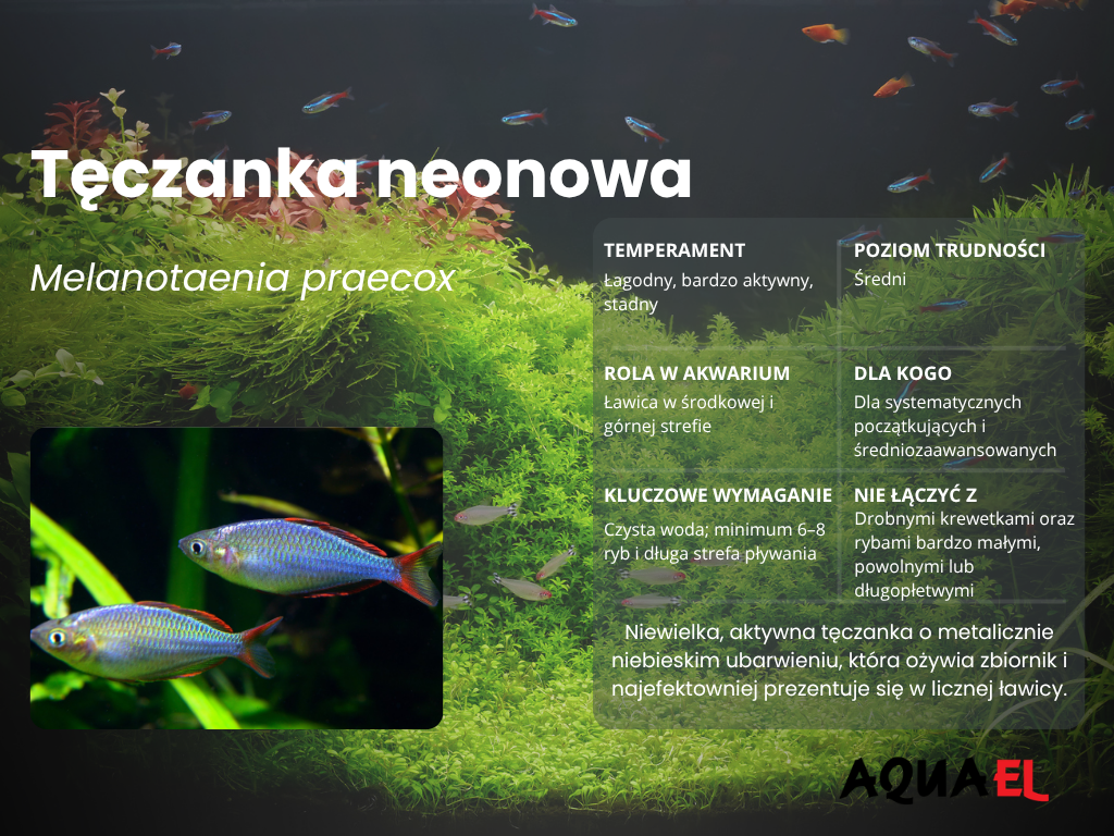 Infografika AQUAEL przedstawiająca temperament, trudność hodowli i najważniejsze wymagania tęczanki neonowej